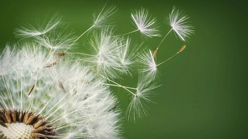 Trồng hoa bồ công anh – loài hoa mong manh bay bay theo gió