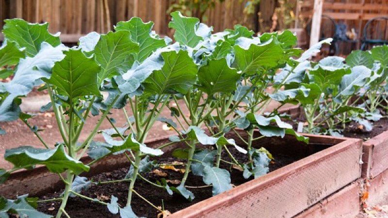 Bông cải xanh giàu dinh dưỡng với cách trồng không hề khó