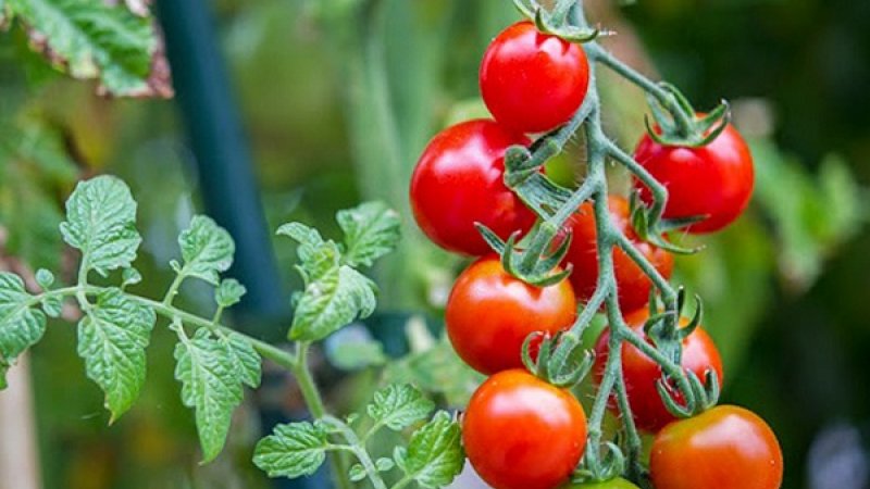 Cà chua bi – cách trồng đơn giản nhất