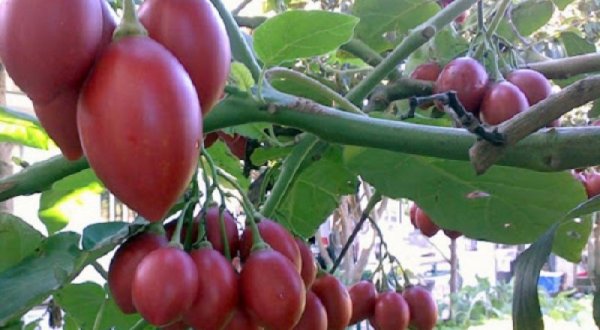 Cà chua thân gỗ có trồng ở việt nam được không?
