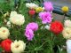Các loại hoa mười giờ đẹp và được ưa chuộng nhất ở việt nam