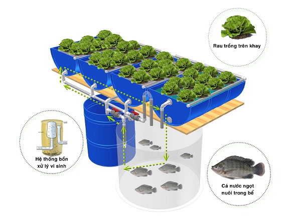 Mô phỏng hệ thống aquaponics