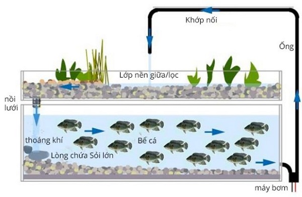 Mô hình hệ thống trồng rau nuôi cá sân thượng CỰC ĐẸP
